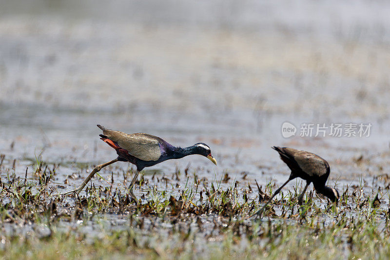 水鸟:两种成年铜翅蓝鸟(Metopidius indicus)